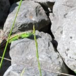 Ilona _Scharf_2023-05-07_Voerdere_Bild5-1