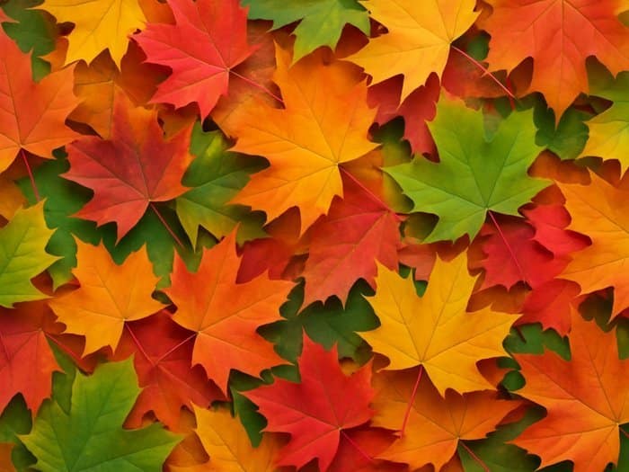 Bunte Ahornblätter im Herbst