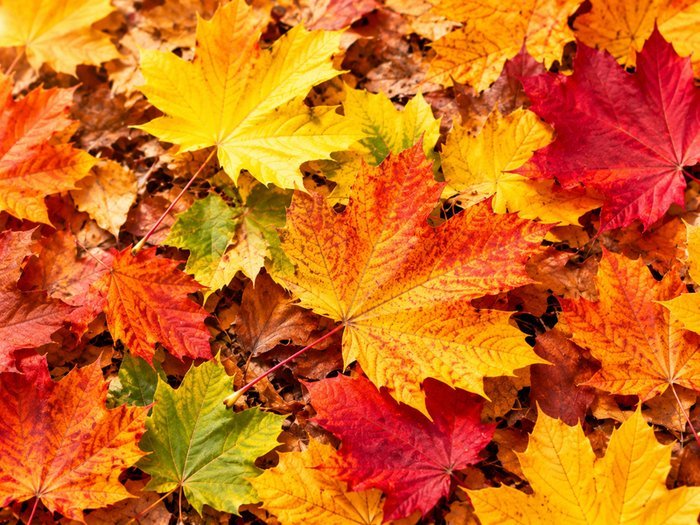 Bunte Herbstblätter in Gelb, Orange und Rot