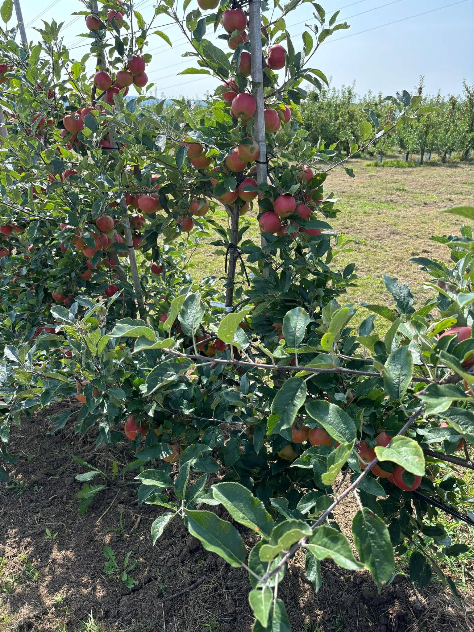 Apfelbaum mit roten Früchten auf der Obstwiese der Familie Aichele in Ostfildern-Nellingen.