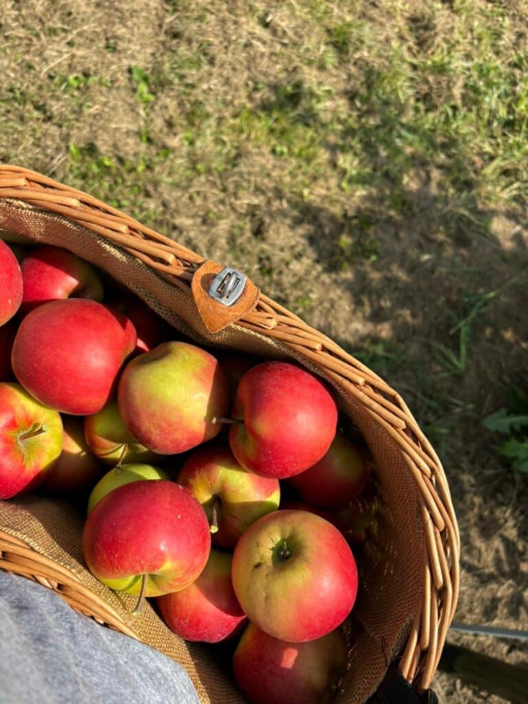 Ein Weidenkorb voller rotgelber Äpfel steht auf der Wiese der Edelbrennerei Aichele in Ostfildern-Nellingen.
