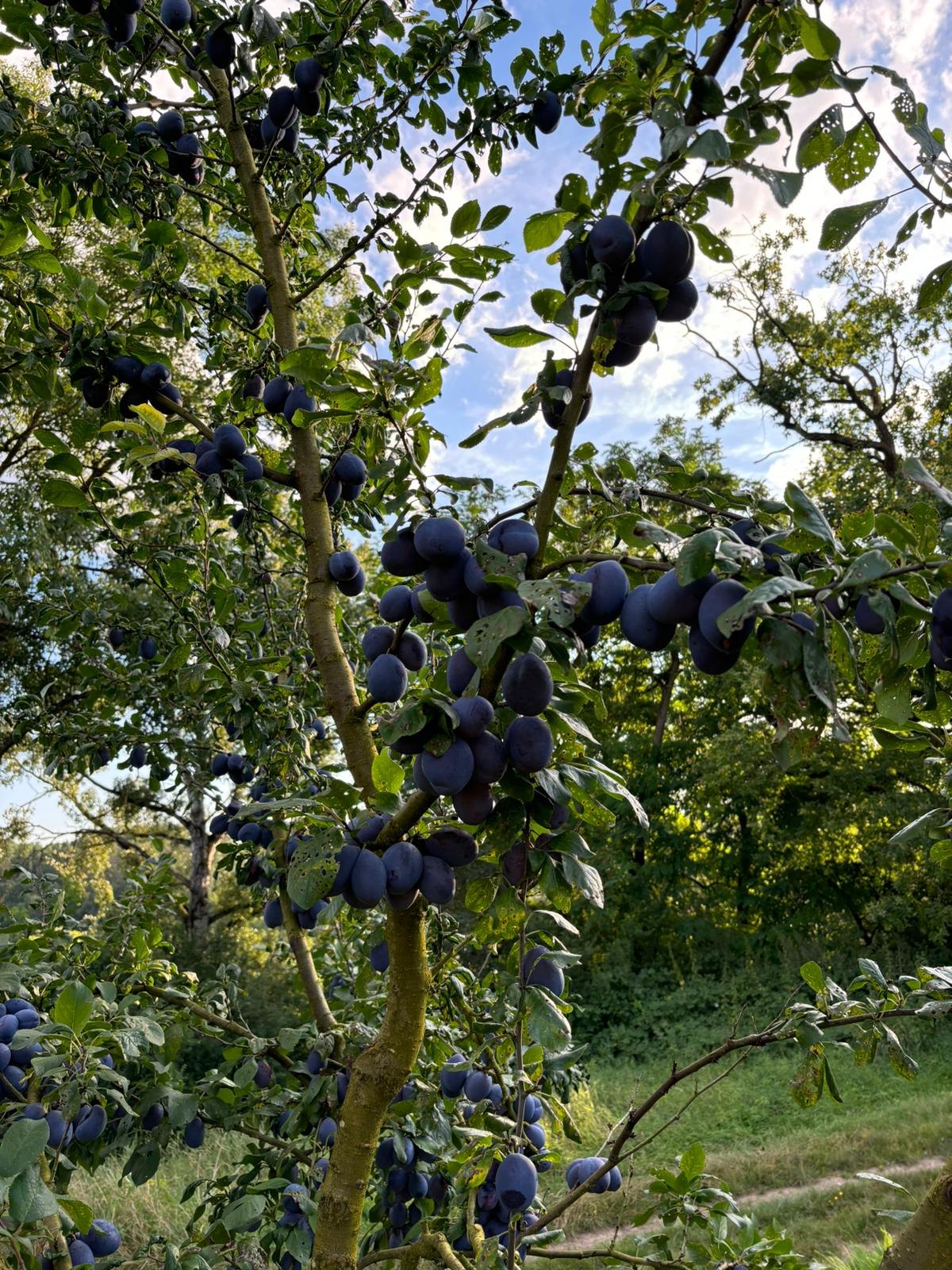 Zwetschgenbaum voller blauer Früchte auf der Obstwiese der Familie Aichele.