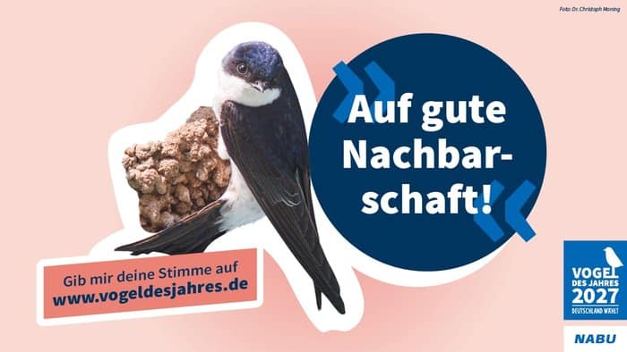 NABU-Motiv zur Wahl der Mehlschwalbe als Vogel des Jahres 2027